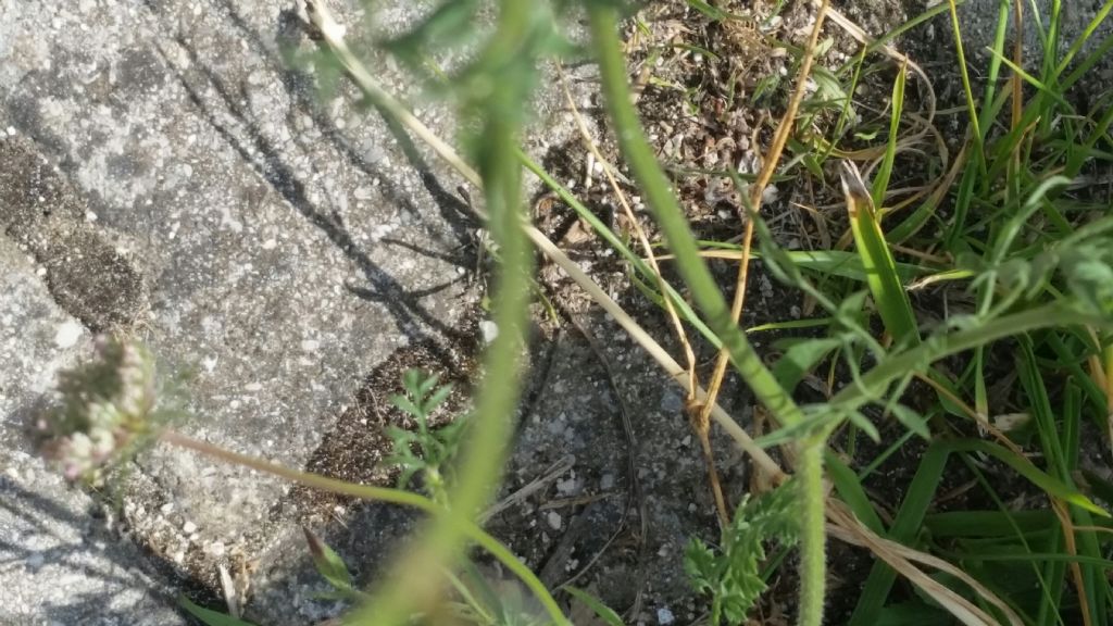 Daucus carota?  Sì !